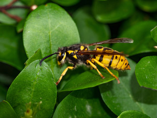 Vespula germanica- German Wasp on a leaf in nature.Macro photo