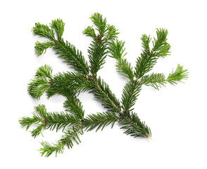 Pine branch isolated on white background, top view