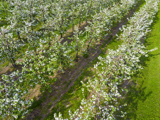 Aerial view of the rows of flowering apple trees in the fields of Poland 