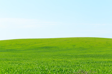 beautiful Green field