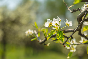 Cherry blossoms over blurred nature background