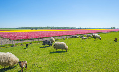 Herd of sheep in a green meadow in sunlight in spring   © Naj