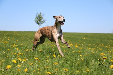 beautiful brindle whippet is running ona field with dandelions - obrazy, fototapety, plakaty