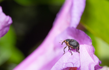 Small nosy beetle