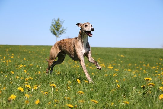 can a whippet live in thailand