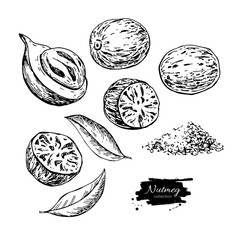 Nutmeg spice vector drawing. Ground seasoning nut sketch. Dried seeds and fresh mace fruits - obrazy, fototapety, plakaty