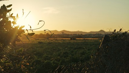 SAMSUNG CAMERA PICTURES © Pedro