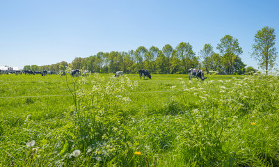 Obraz premium Herd of cows in a green meadow in sunlight in spring