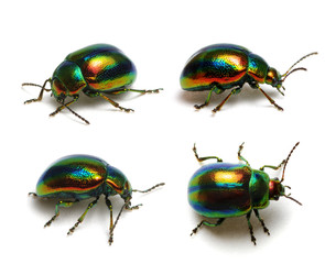 Green beetle on white