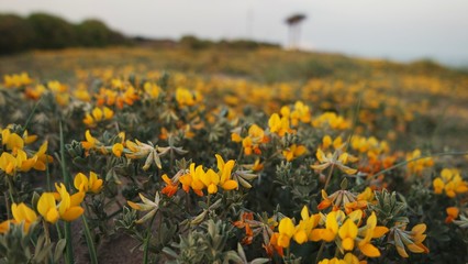 SAMSUNG CAMERA PICTURES © Pedro