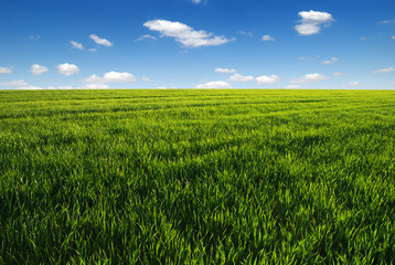 green field and clouds