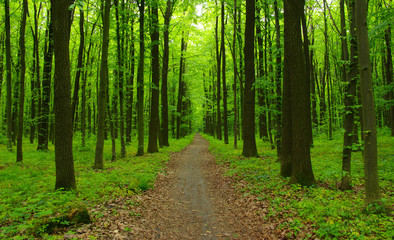 Forest trees in spring