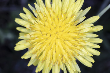 Dandelion