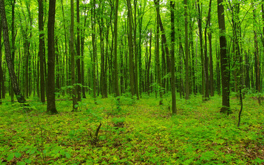 green forest in spring