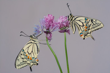 Farfalla