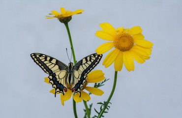 Farfalla