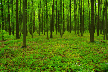 Forest trees in spring