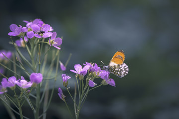 Papillon Aurore / Anthocharis cardamines / Orange tip  / Aurorafalter / Mariposa aurora