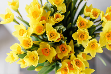 Narcissus of yellow color in glass vase. Floral natural backdrop. Shallow focus. Wallpaper
