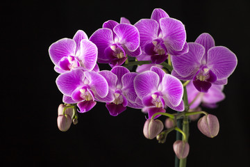 Obraz na płótnie Canvas Beautiful pink orchid on a black background