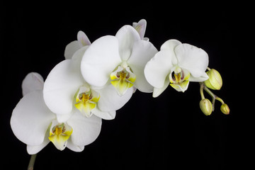 Naklejka na ściany i meble Beautiful white orchid on a black background