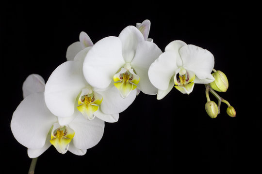 Beautiful white orchid on a black background