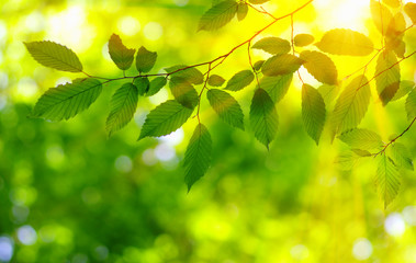 Green leaves and sun