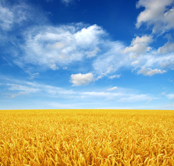 Naklejka premium wheat field and sky