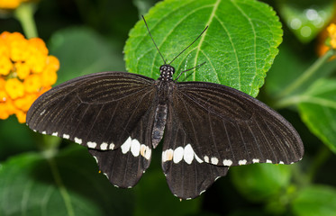 Farfalla