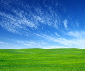 Obraz premium field of green grass