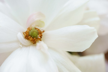 Fototapeta na wymiar Close-up white Buttercup butterfly. Wedding bouquet. Modern asymmetrical disheveled bridal bunch. Spring flowers