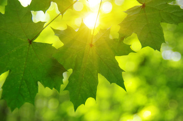 Green leaves and sun