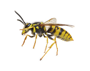 wasp on white