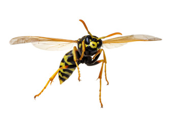 wasp isolated on white