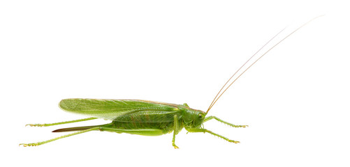 Green locust on white