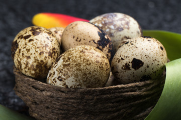 Obraz premium Quail eggs in the nest