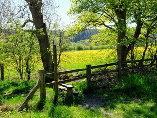 Fototapeta premium Waterhouses Field in May