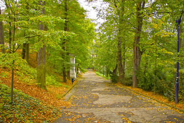 Obraz premium Green and wild nature, forest in Catalonia (Spain)