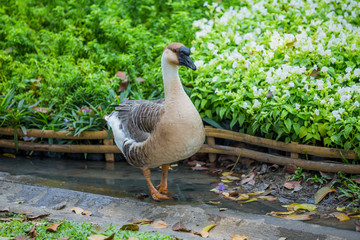 Fototapeta premium Duck in thailand