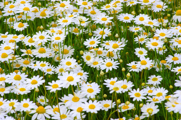 White camomiles on  field