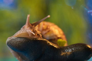 Snail on the lake