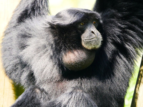 Siamang