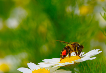 Bee and flower