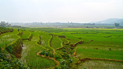 Fototapeta na wymiar rice terrace fields