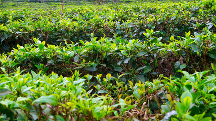 tea plants