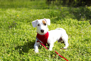 Young small breed dog with funny brown stain on face. Portrait of cute happy jack russel terrier doggy outdoors, walk in the park.