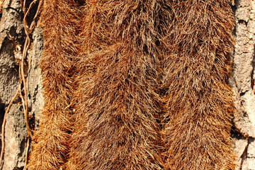 hairy ivy roots on the tree - natural background