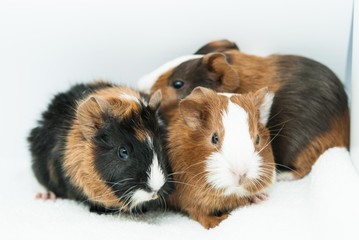 junge Meerschweinchen 2