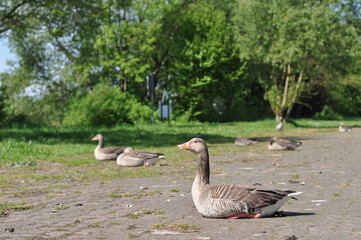 Beim Sonnenbad auf dem Parkplatz