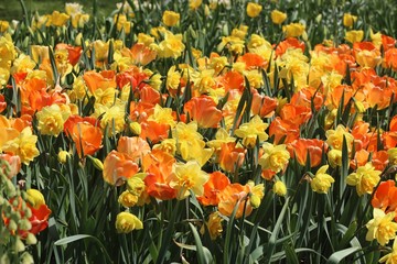 BEAUTIFUL YELLOW DAFFODILS AND ORANGE TULIPS